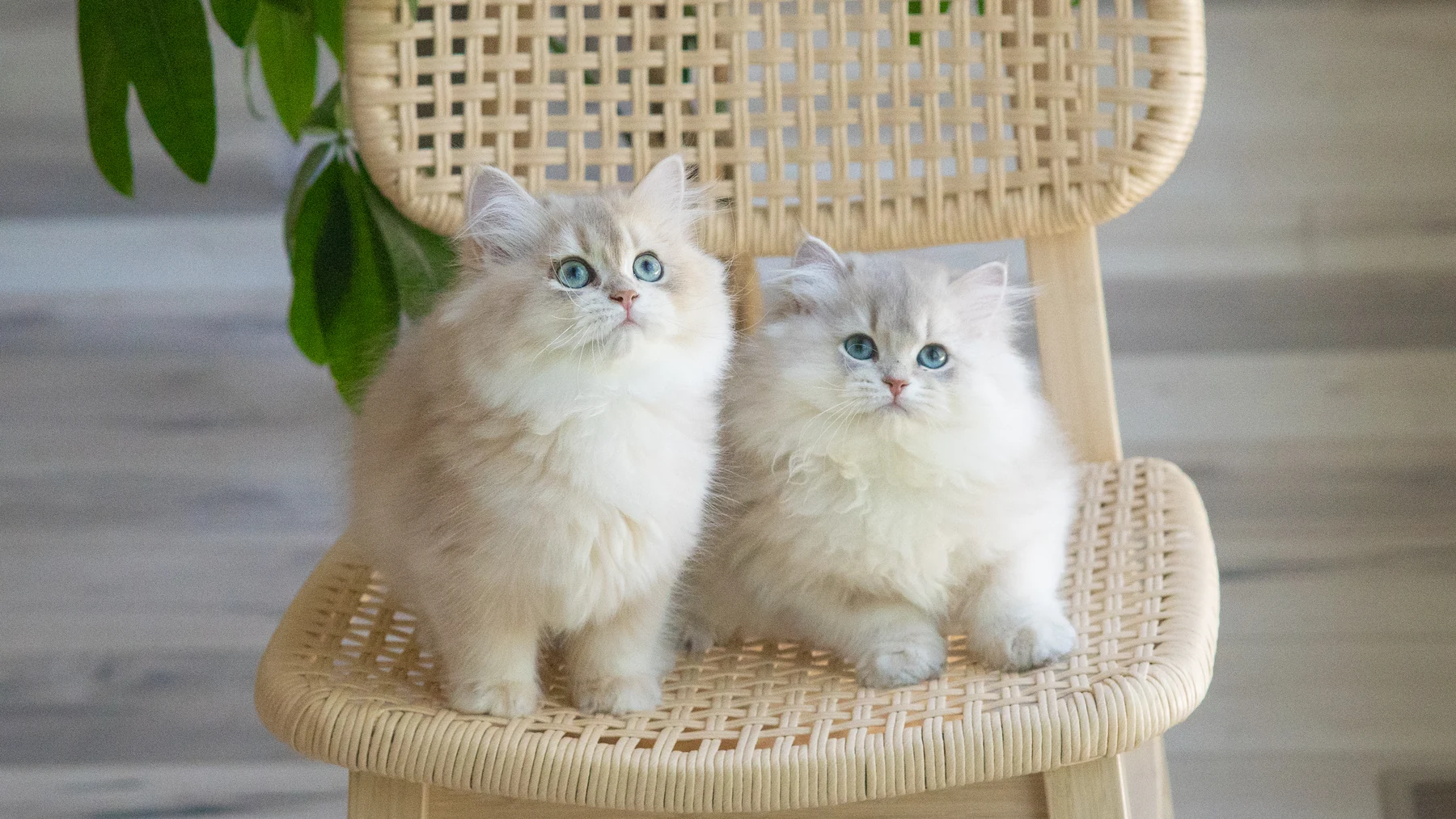藤椅上并排依偎的两只英国长毛猫