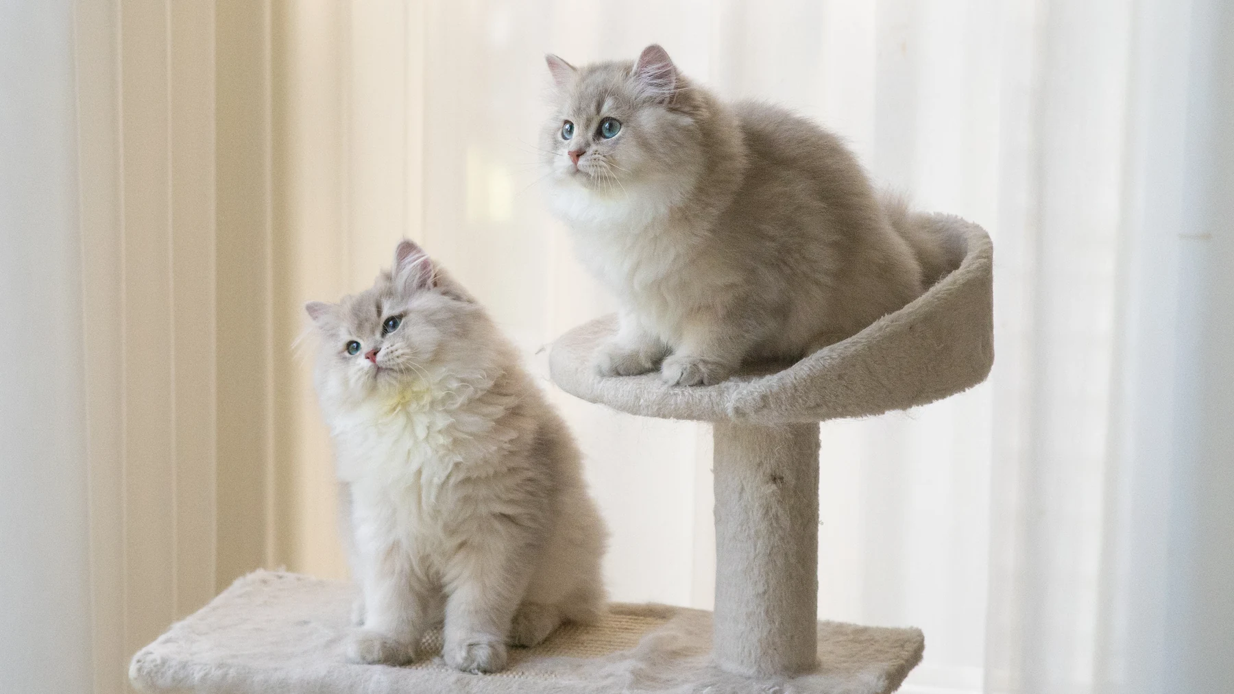 窗边猫爬架上相伴的两只英国长毛猫